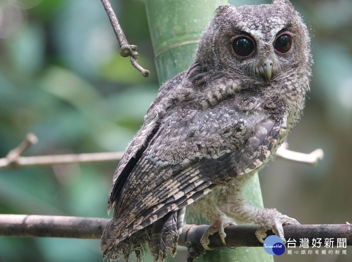 新北野生動物多元　動保處籲觀賞時遵守三不原則