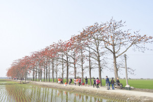 竹塘鄉水神傳說木棉花季3/11登場。圖／彰化縣政府提供