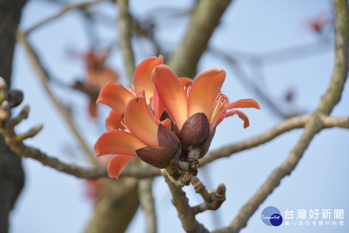 竹塘鄉水神傳說木棉花季3/11登場。圖／彰化縣政府提供