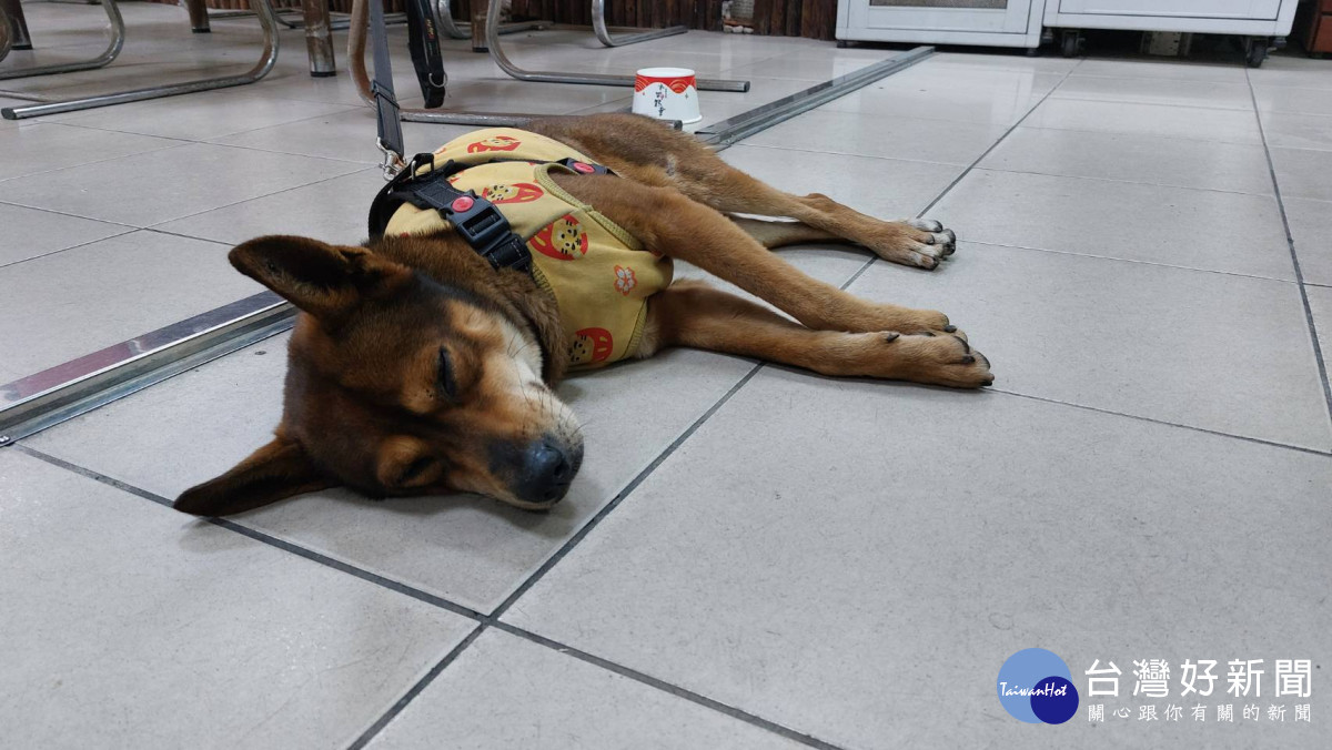 員警幫忙照顧周男愛犬(比魯)。