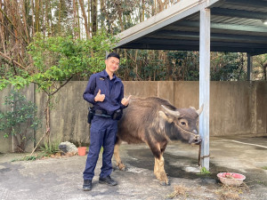 員警將牛帶回派出所安置，連絡上失主前往派出所將水牛認領回去。