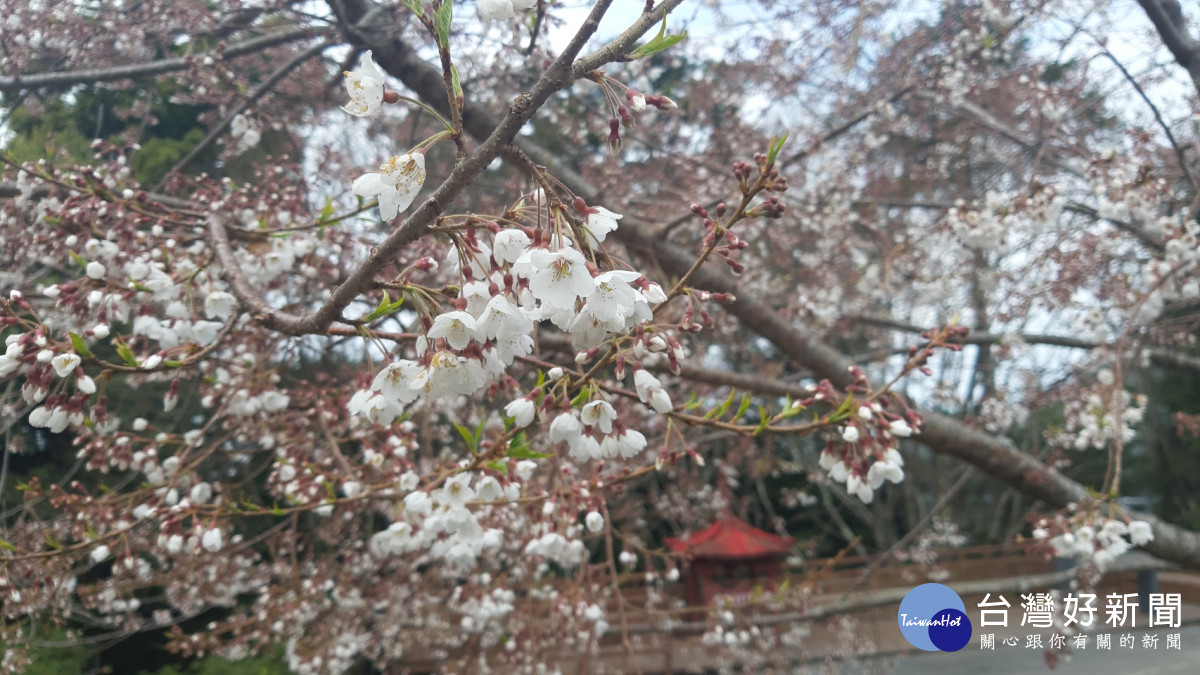 雪白霧社櫻陸續盛開。