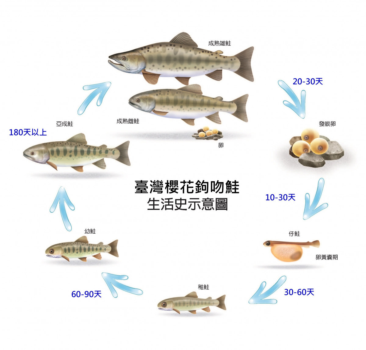 台灣櫻花鉤吻鮭生活史示意圖。