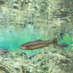 雪霸國家公園管理處公布，去(111)年臺灣櫻花鉤吻鮭野外族群約有1萬5,374尾，創歷史新高。