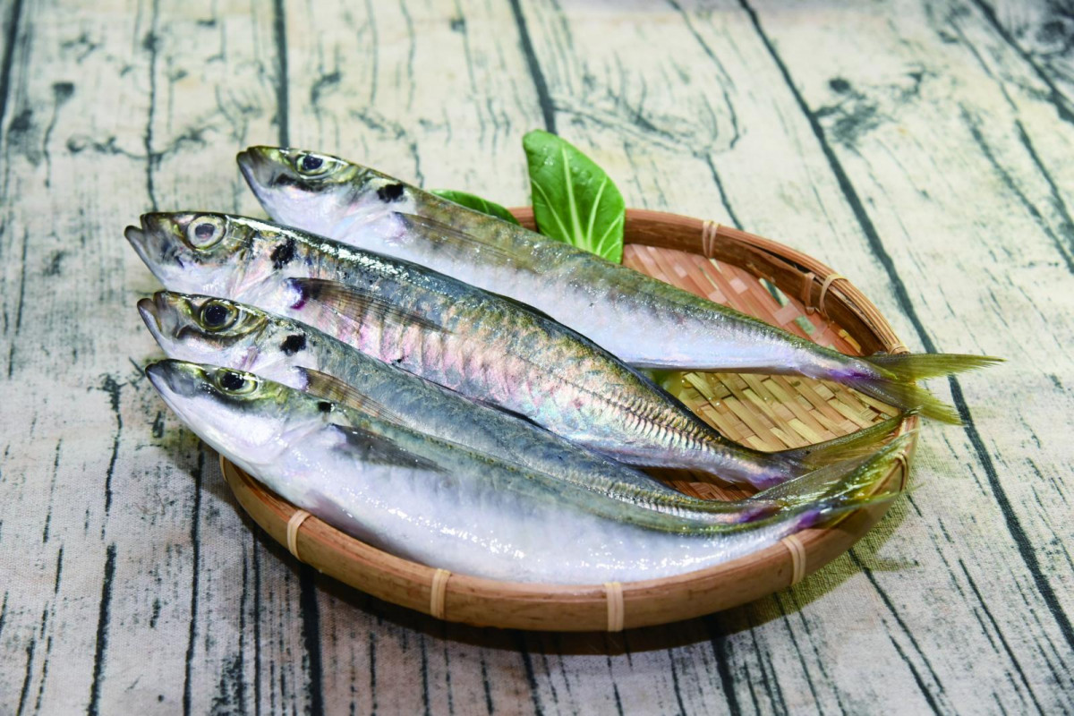 竹筴魚（圖／資料照片，圖源：行政院農委會漁業署提供，原圖出自漁業推廣月刊414期）