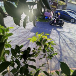 桃市環保局祭出科技執法，亂丟垃圾開罰4件。