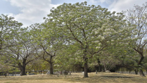 ▲高市府這幾年來在各公園、道路、綠地、校園等處栽植為數不少的楝樹，散發陣陣香氣。（圖／記者 許高祥 翻攝）