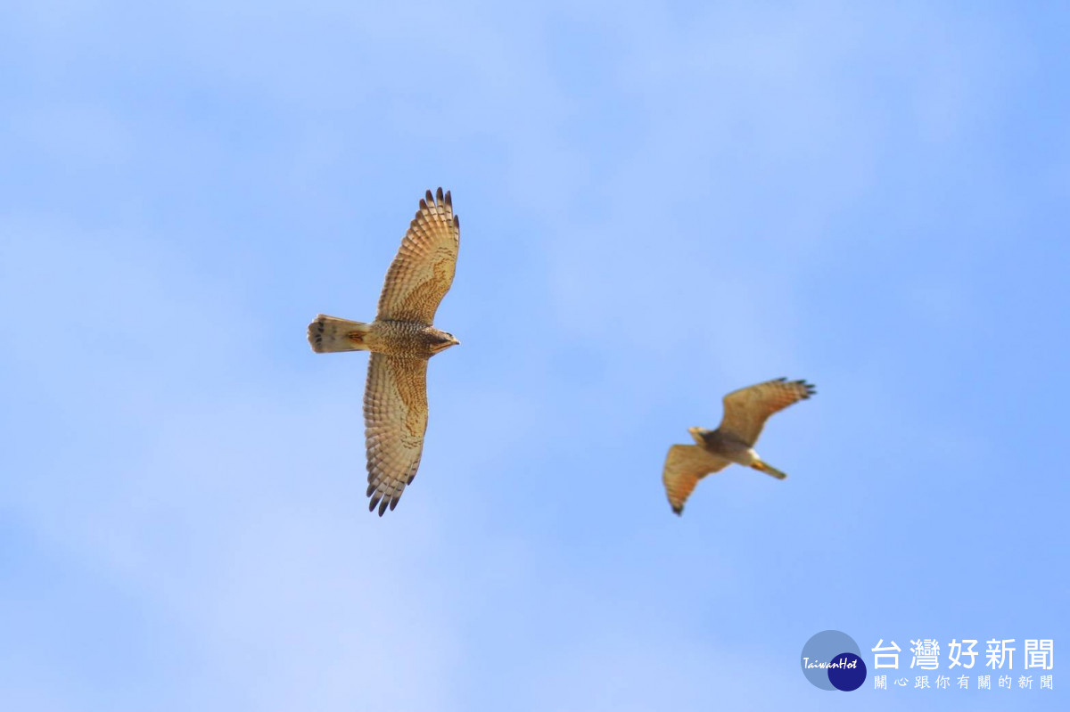 鷹揚八卦賞應活動。圖／彰化縣野鳥學會提供