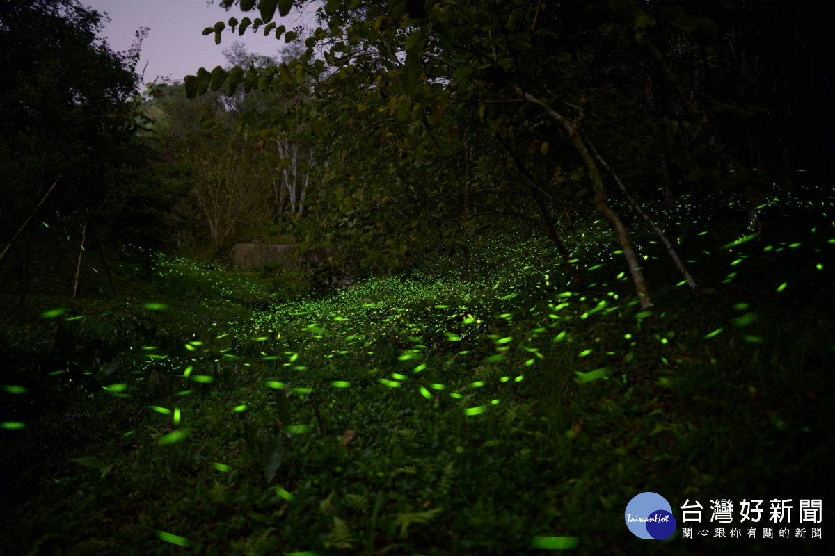 東勢林場螢火蟲以「黑翅螢」為主，高峰期數量可達二、三十萬隻，相當壯觀。