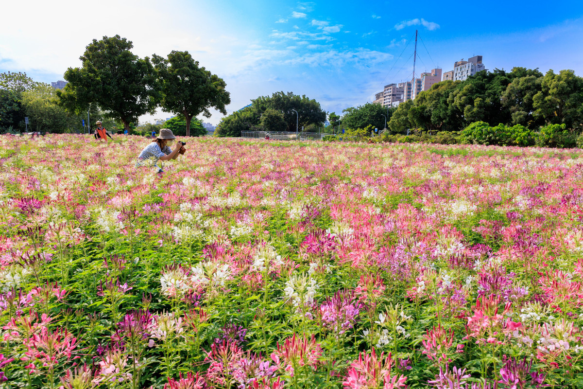 古亭河濱醉蝶花海（圖／北市水利處提供）