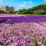 古亭河濱矮牽牛花海（圖／北市水利處提供）
