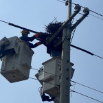 ▲維繫生態穩定供電，台電高雄區處出動升空車幫喜鵲搬家。（圖／記者 許高祥 翻攝）
