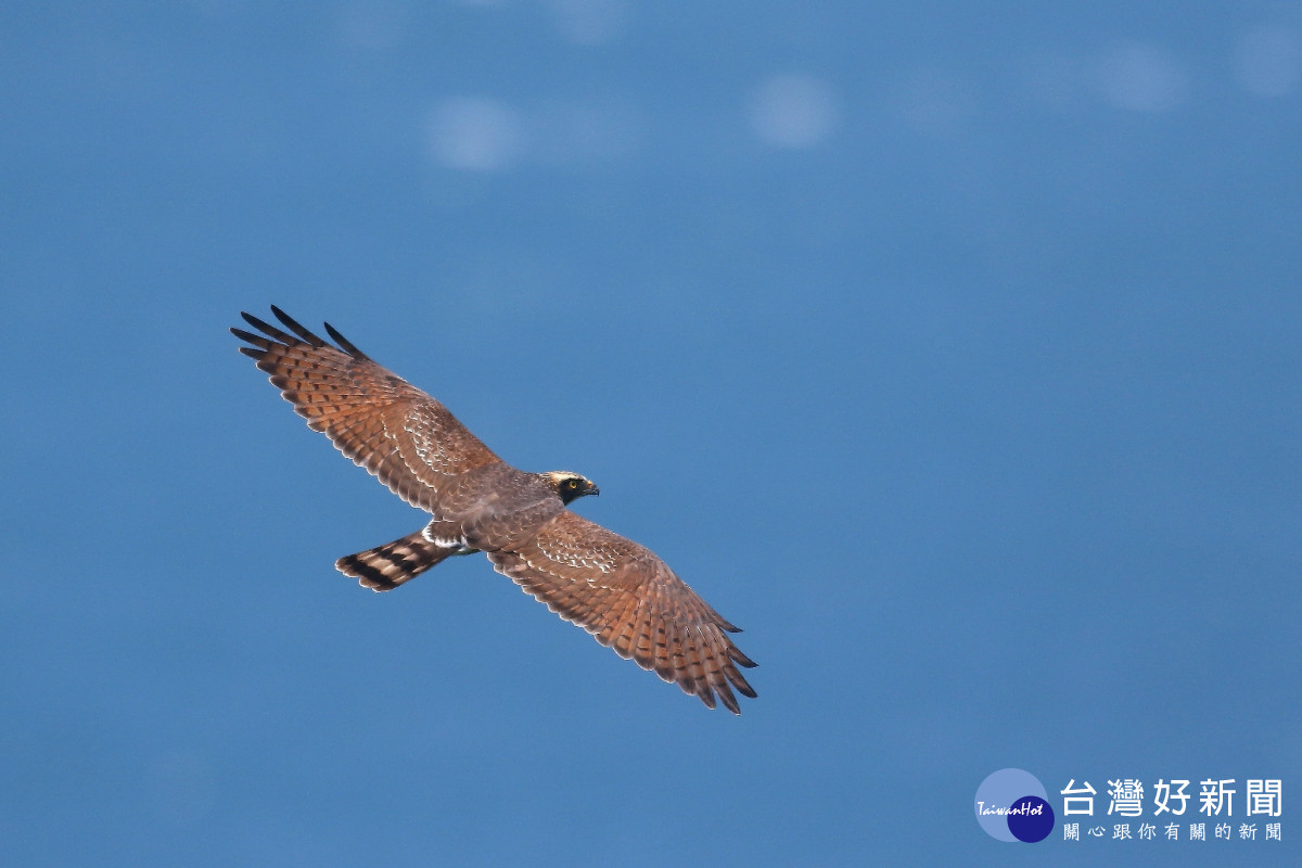 圖／彰化縣野鳥協會提供