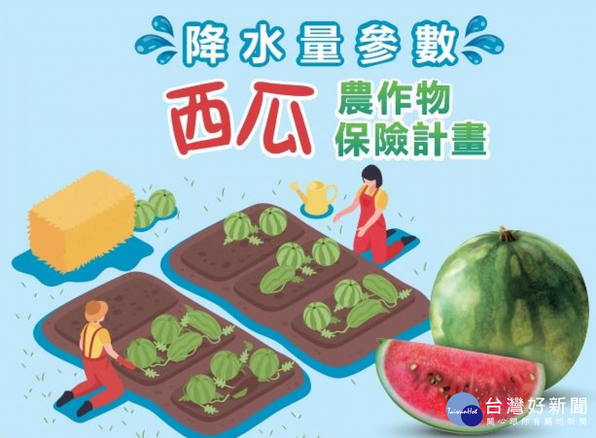 農委會與富邦產險公司推出「西瓜農作物保險」,瓜農僅需自付30%保費即可獲得保障/陳致愷翻攝