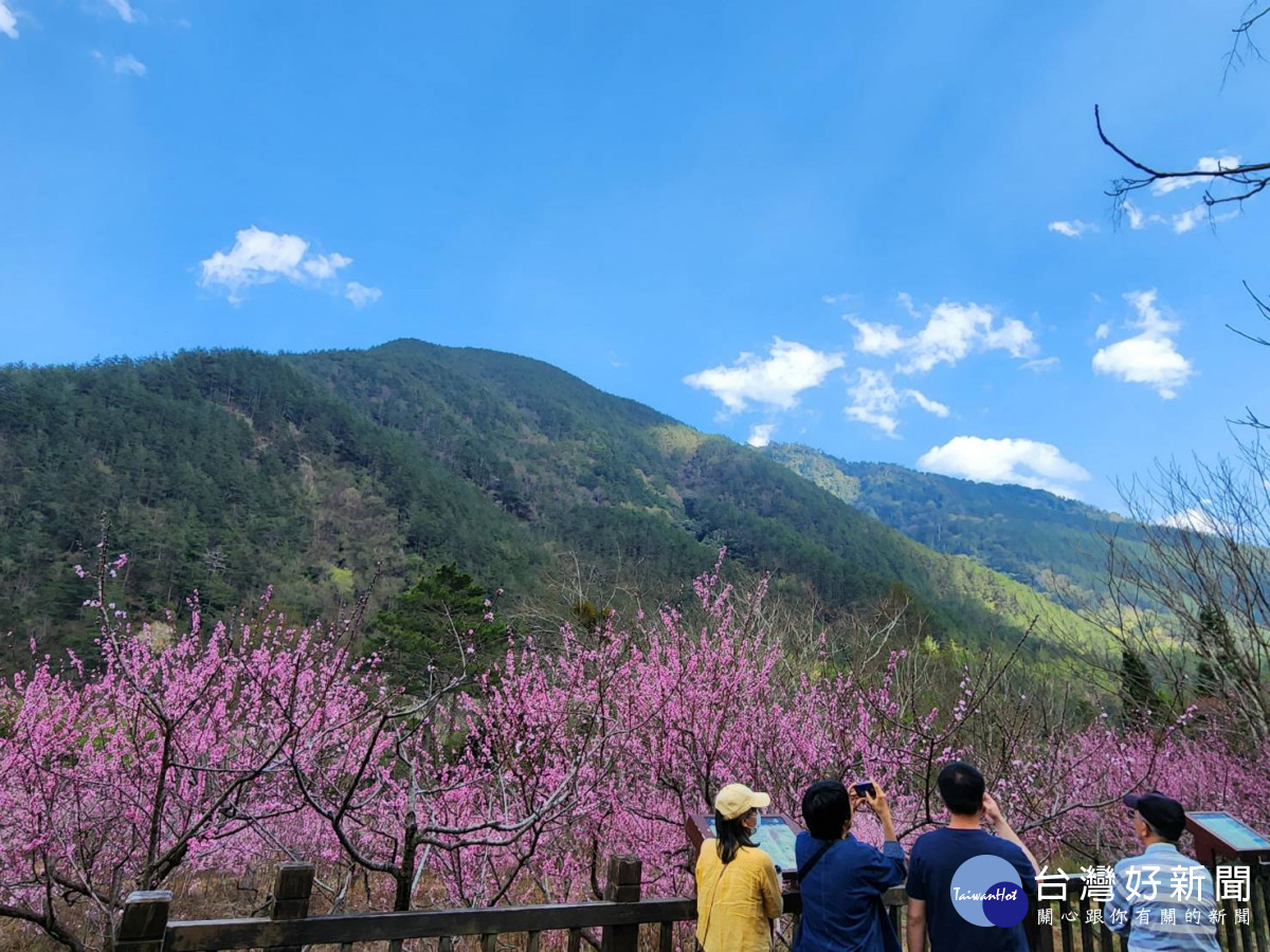 武陵農場桃花以春分到清明連假最盛。