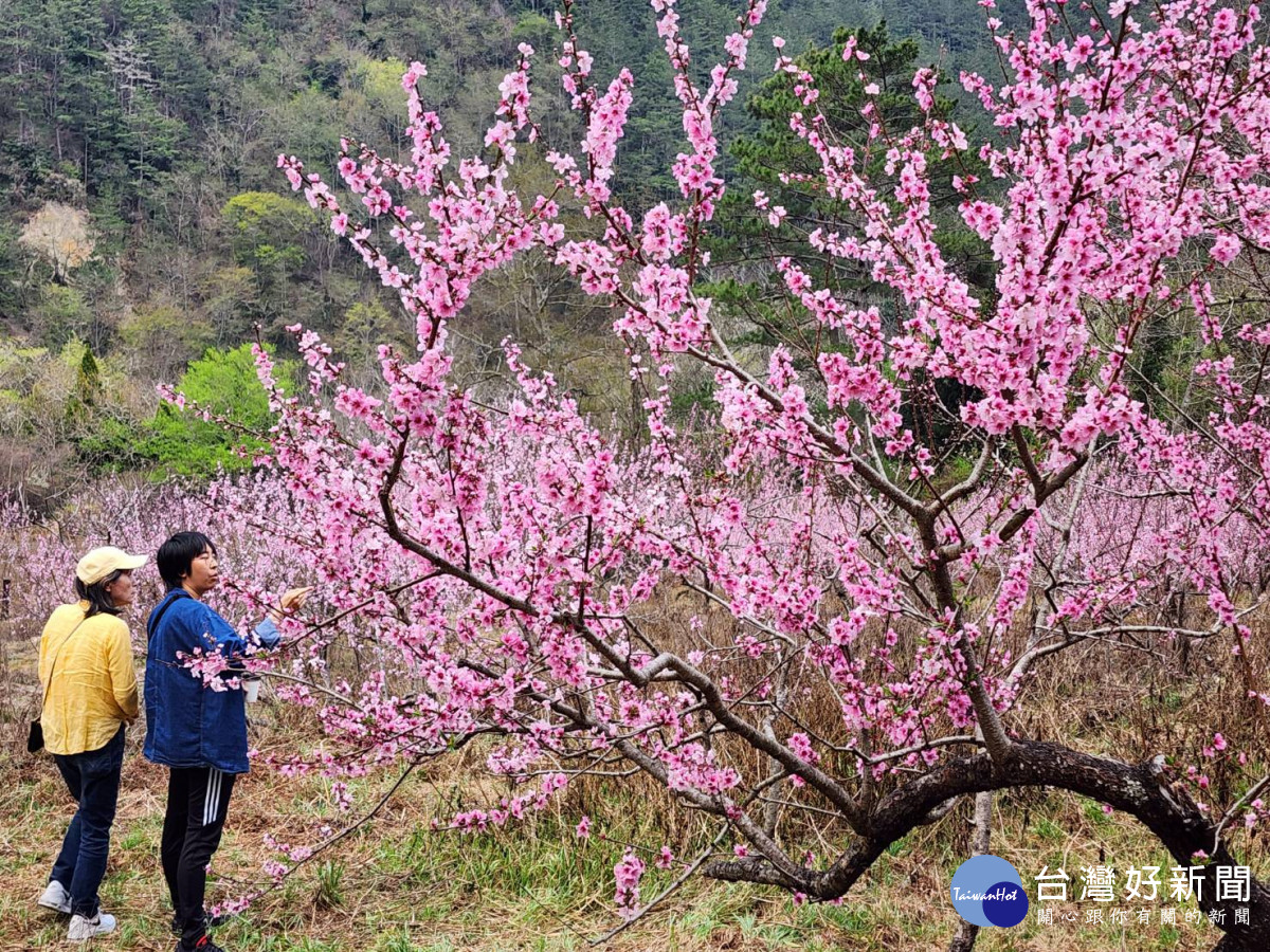 許多遊客上山賞桃花，感受「人面桃花相映紅」。