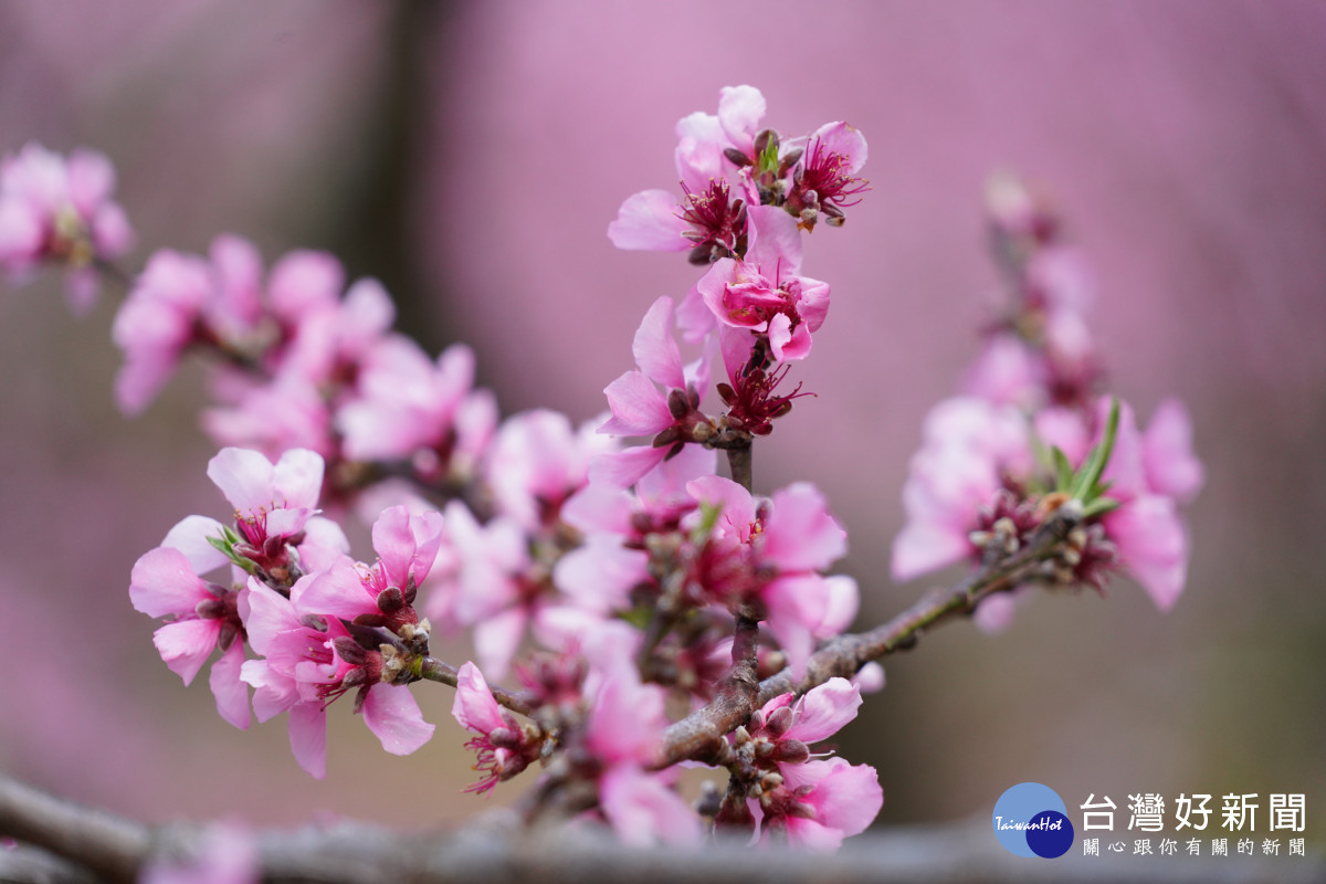武陵農場桃樹面積廣達5.8公頃，正值粉紅色系的桃花盛開中。