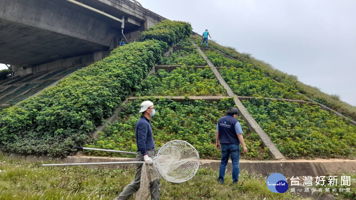 桃園市政府農業局持續搜尋失蹤狒狒。<br />
<br />
