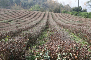 竹山、鹿谷主要茶區受災面積相當廣。（縣府提供）