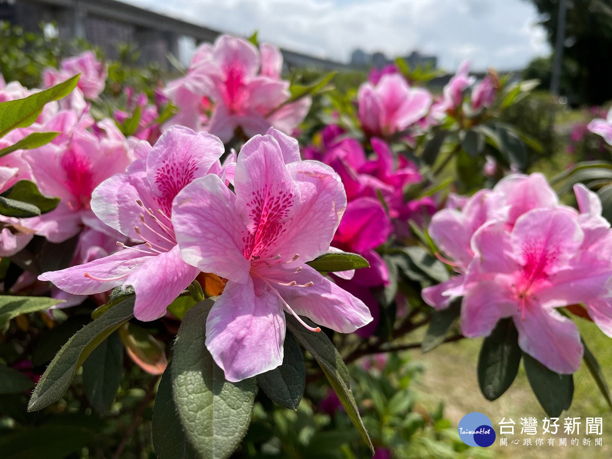 三重荷花公園杜鵑嬌豔登場　優雅花姿療癒人心