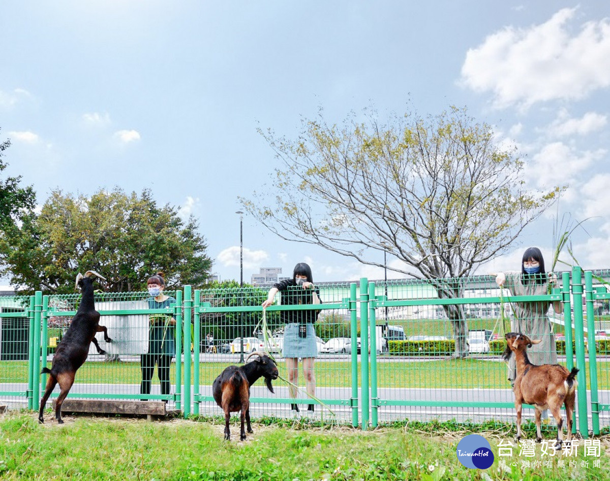 三重荷花公園杜鵑嬌豔登場　優雅花姿療癒人心