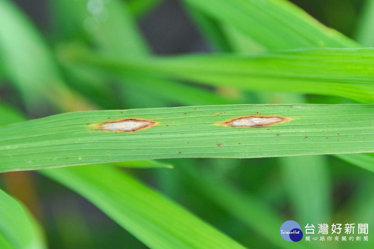 中部水稻葉稻熱病發生警報　中區農改埸籲請農民及時防治