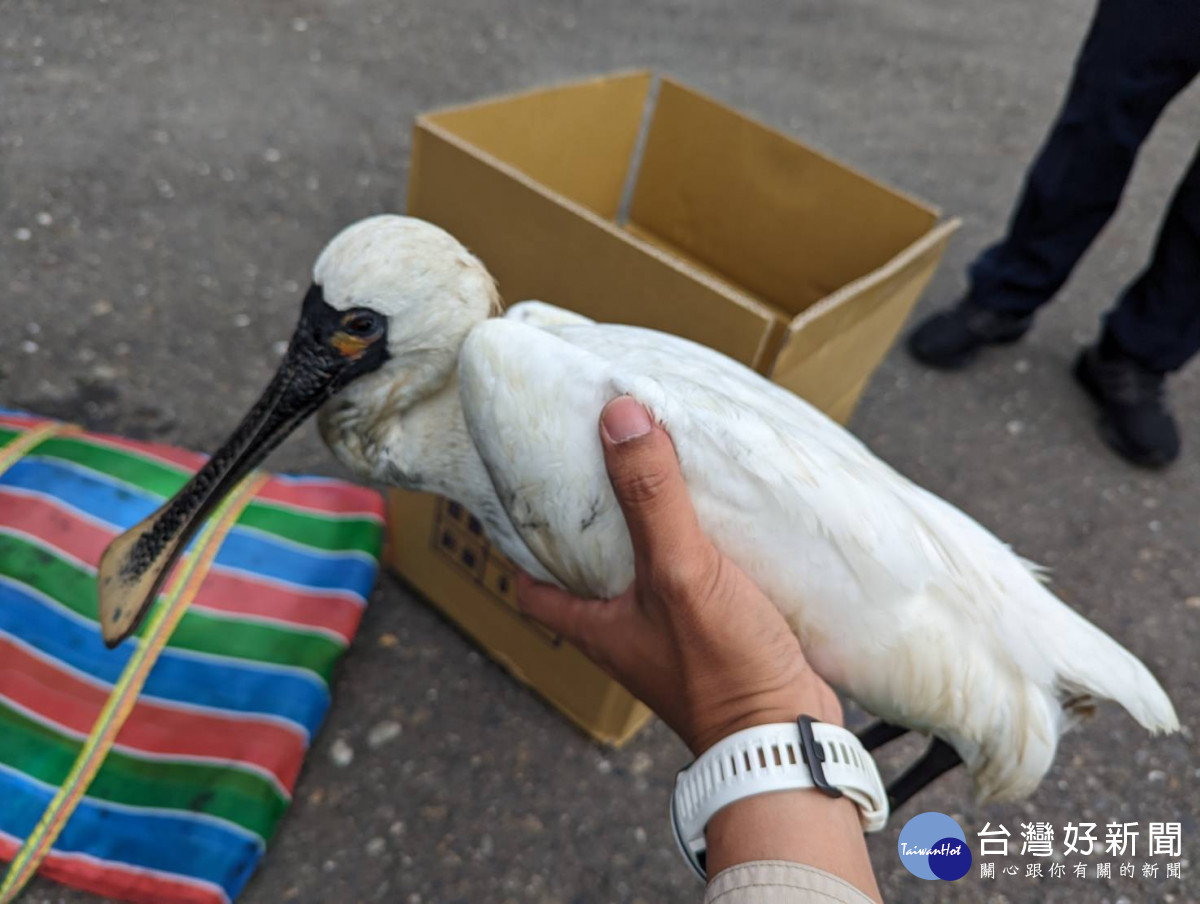 黑面琵鷺出現軟頸、翅膀下垂、無法站立、虛弱等症狀，經急救後初步診斷疑為肉毒桿菌中毒／陳致愷翻攝