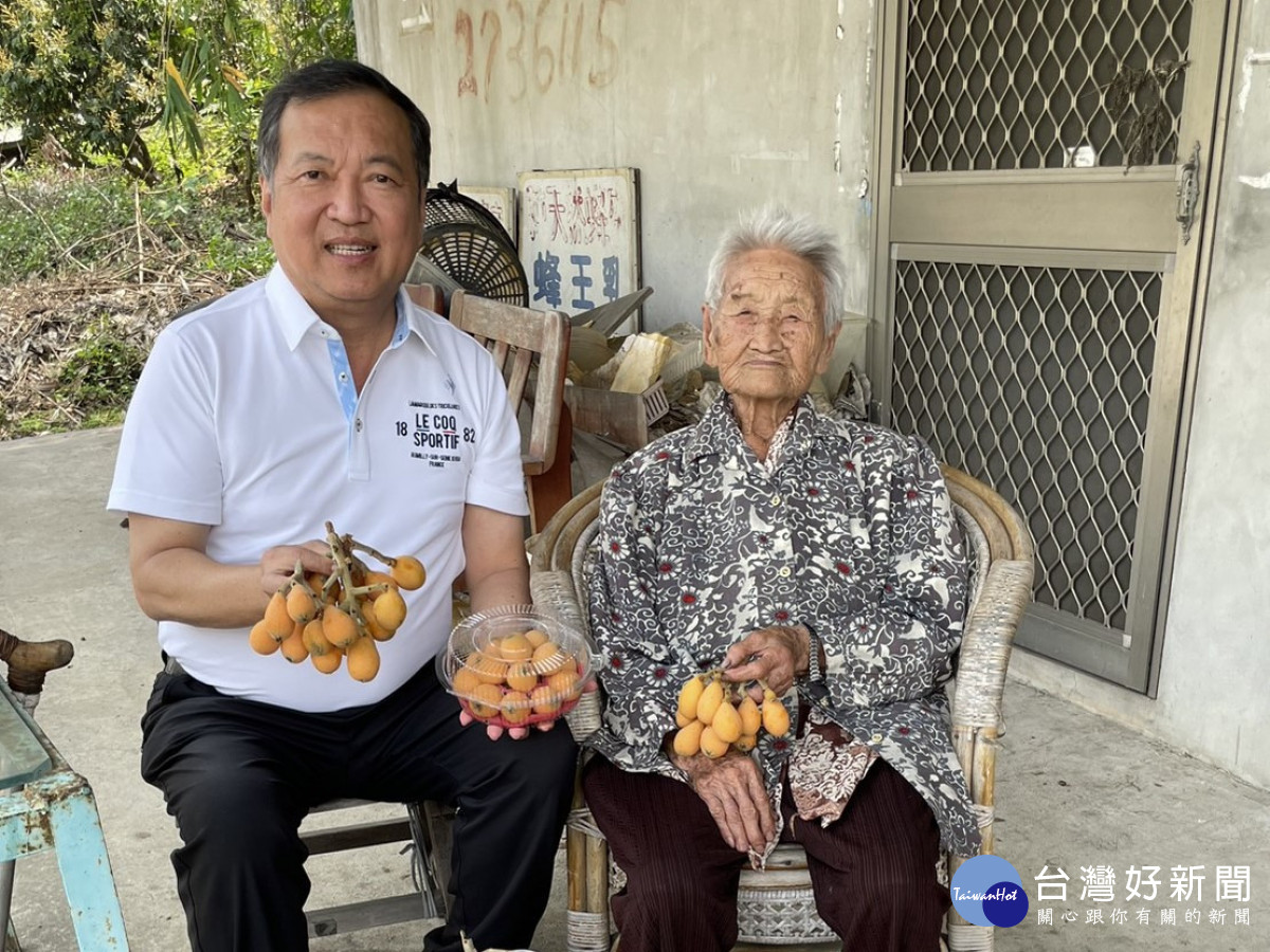 曾朝榮到太平枇杷阿嬤家拿起碩大甜美果實，呼籲大家跟阿嬤買枇杷，吃了有愛又健康！市議員曾朝榮提供