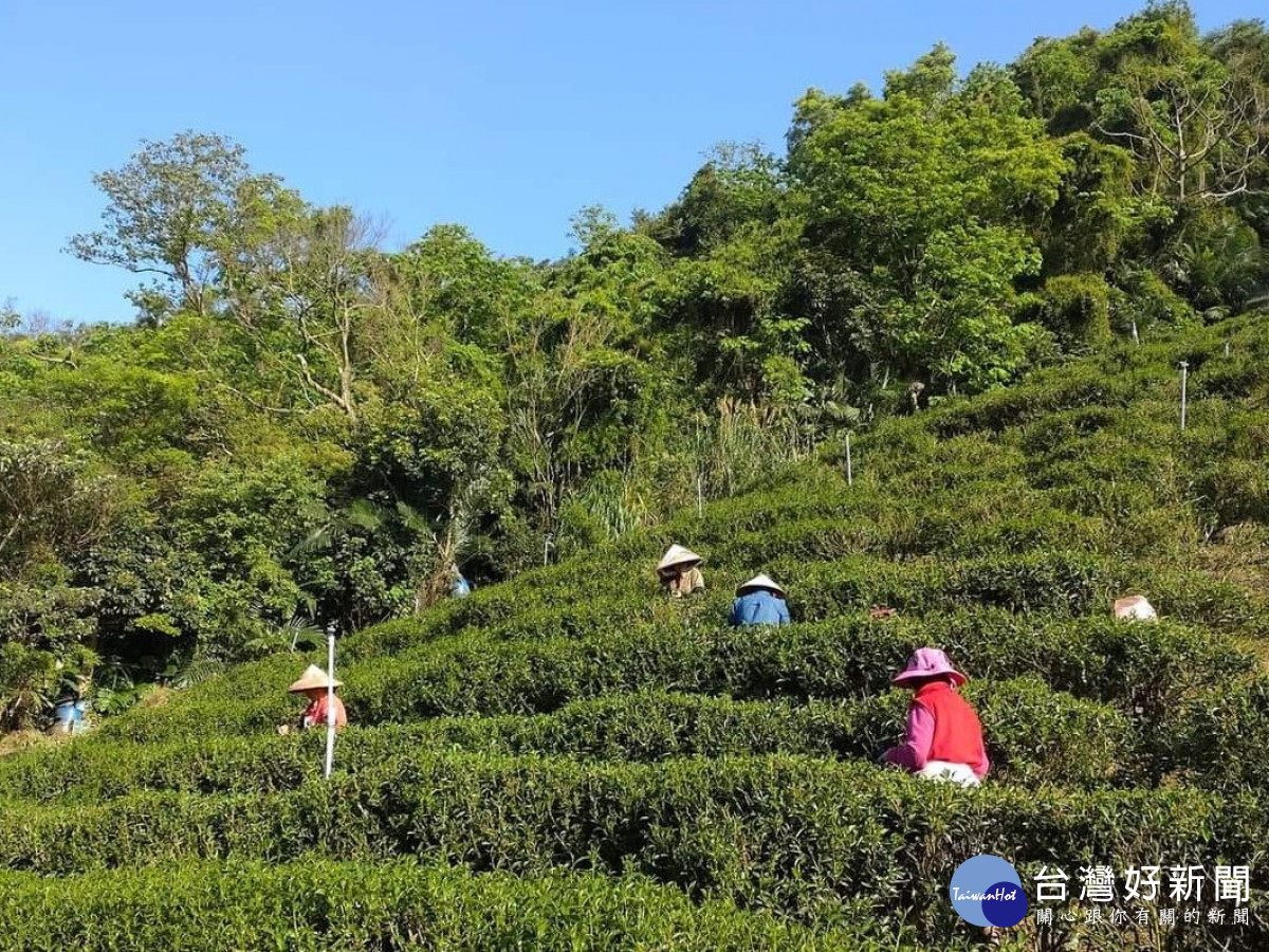 三峽青農八代傳承技術　周子耀種出獨家好茶