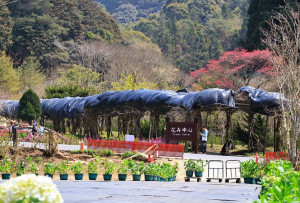 杉林溪紫藤花廊曾覆蓋防寒黑網有如身著羽絨衣。（杉林溪森林生態園區提供）