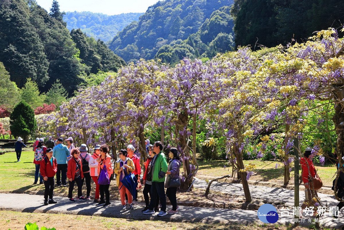 目前紫藤花正盛開吸引遊客前往。（杉林溪提供）