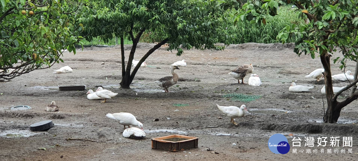 竹市接獲疑似禽流感個案通報　已採樣送驗並進行環境清消-指尖日報