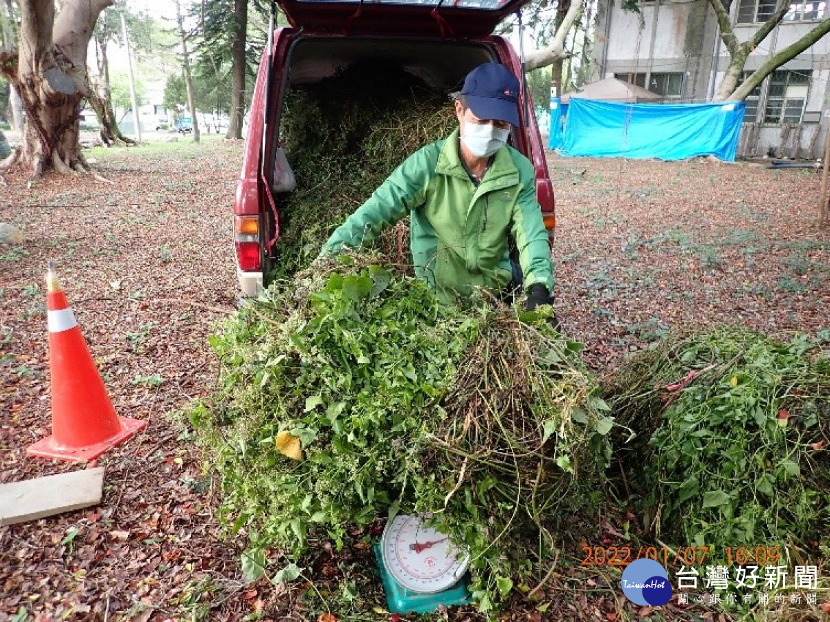 林務局東勢林區管理處與臺中市政府農業局合作收購小花蔓澤蘭，去年共收購68公噸。