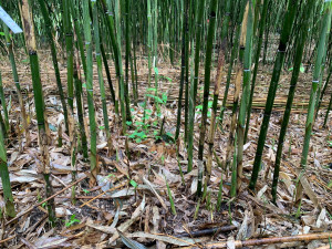 花蓮縣府組現勘光復鄉箭筍乾旱、壽豐鄉西瓜寒害等受災情況　爭取現金救助