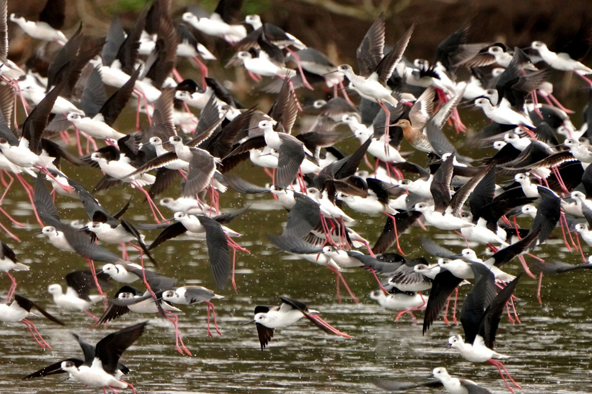 竹市金城湖出現數千隻高蹺鴴北返潮，觀察千鳥群飛特殊景觀正是時候。