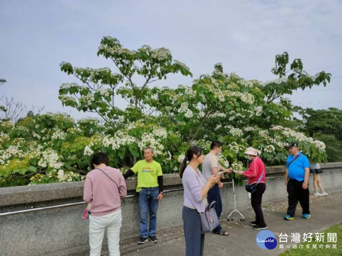 桃園市客家文化館桐花盛開，吸引許多民眾前來賞花拍照。