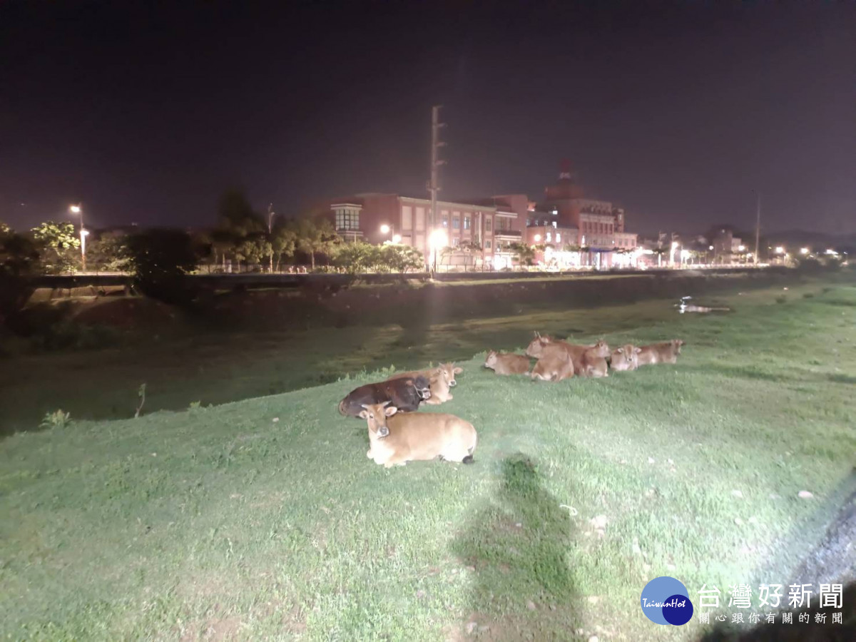 牛隻深夜逃家逛街，員警驅引回窩維護交通安全。<br /><br />
<br /><br />
