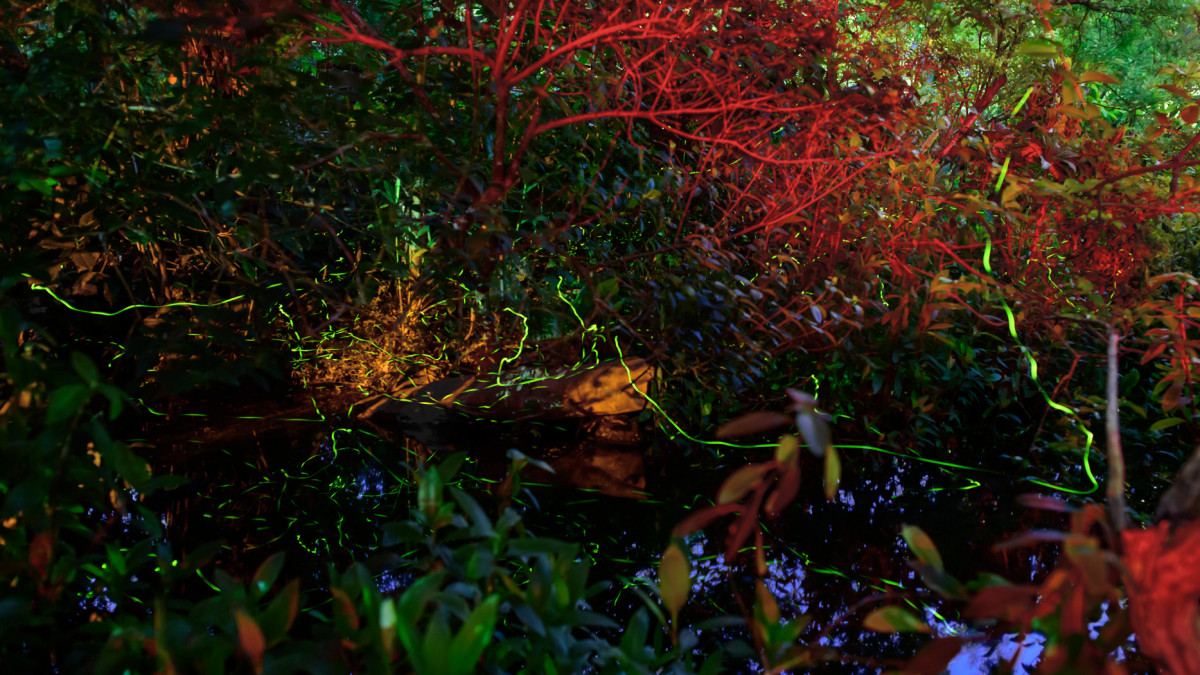 螢火蟲季屆尾聲　大安森林公園壓軸螢樂會