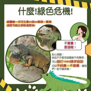 ▲綠鬣蜥大軍入侵衛武營公園，高市府呼籲民眾若發現應通報1999處理。