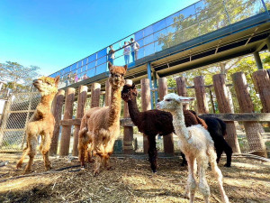 ▲動物園空橋上的擴張網減少動物與人類直視，遊客透過觀察窗口認識動物。（圖／記者 許高祥 翻攝）