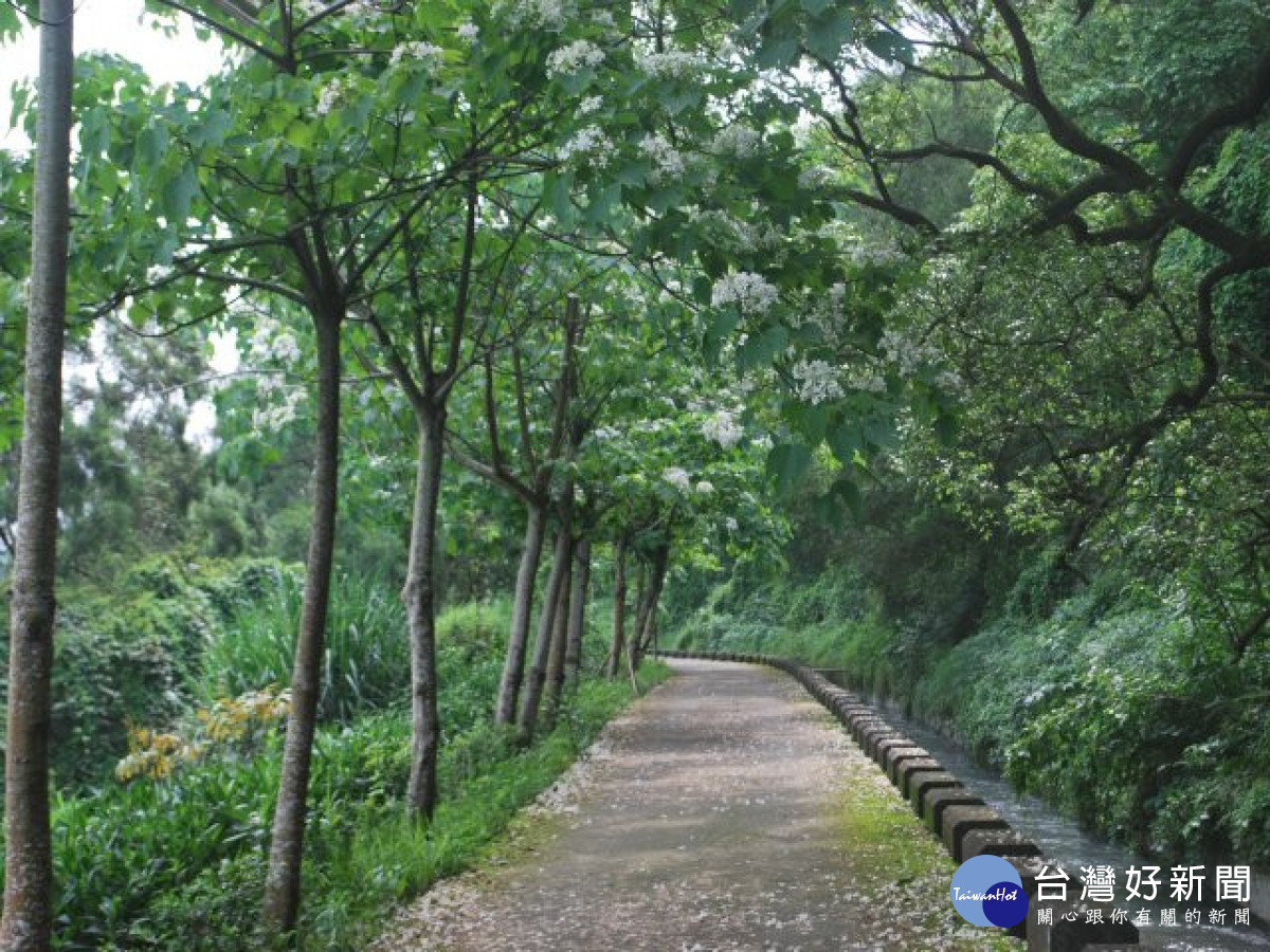 外埔油桐花盛開　五月雪隨風飄落