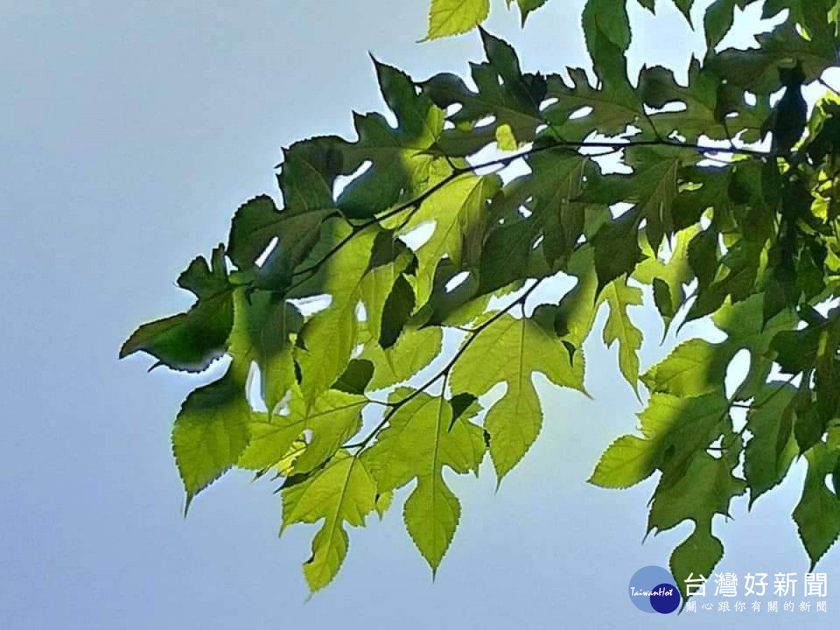 本週熱如盛夏　梅雨季首波鋒面週日到