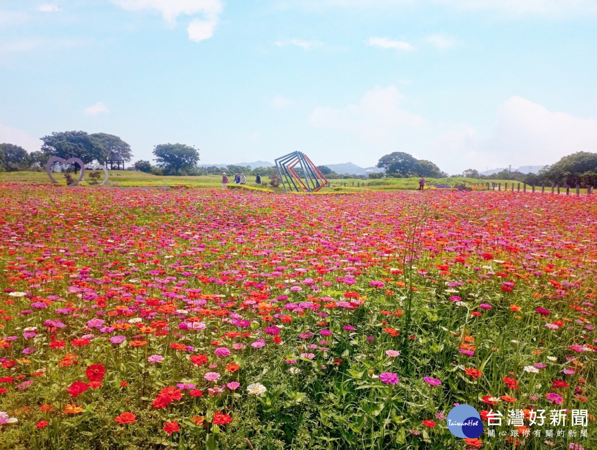 環保公園波斯菊向日葵花海盛開中