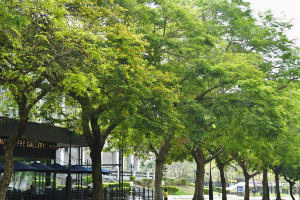▲入夏前夕高雄金沙花雨般的印度紫檀。（圖／記者 許高祥 翻攝）