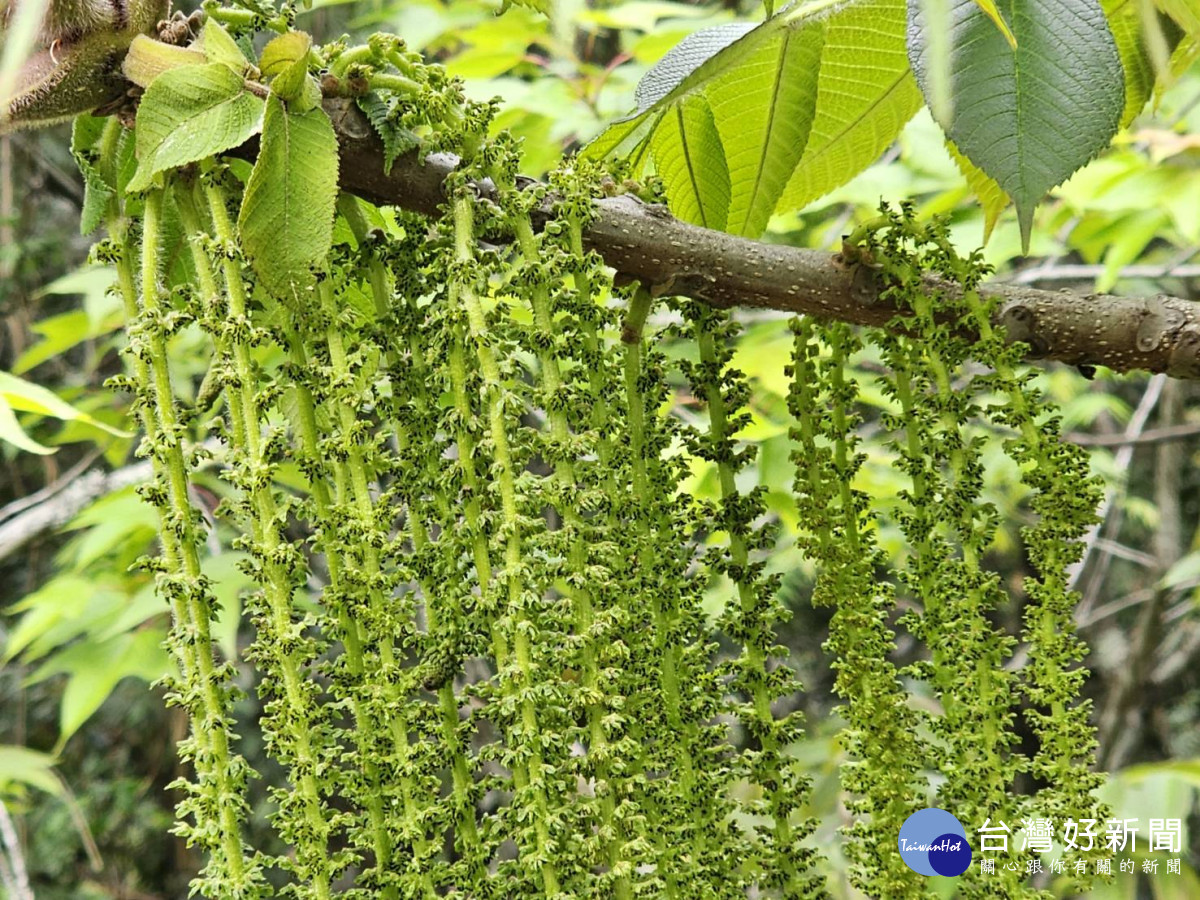 臺灣胡桃開花時，雄花呈現類似懸垂穗狀的葇荑花序，猶如「清湯掛麵」般的長麵條。