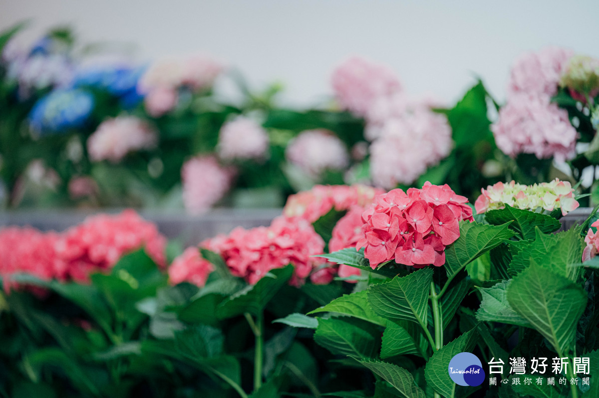 復興區是台灣「繡球花盆花」的發源地。<br />
