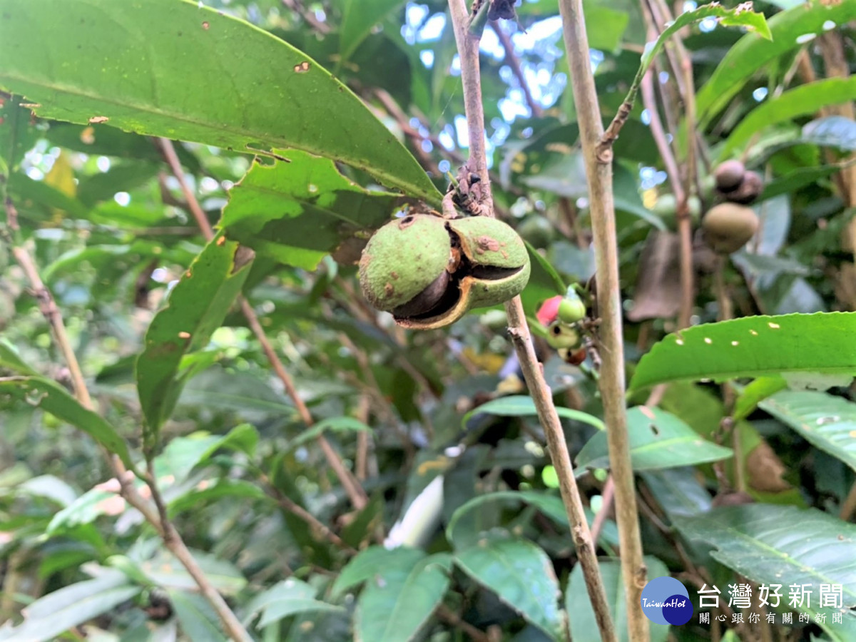 臺灣山茶種子。