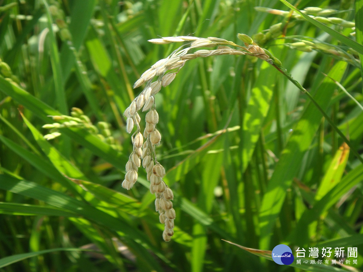 梅雨鋒面接續來襲中部水稻穗稻熱病發生警報　中區農改埸籲請稻農加強防範穗稻熱病