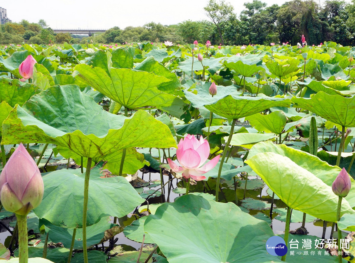 93+ 图片 荷花 新的 28 賞荷秘境新北山佳荷花爭先綻放| 台灣好新聞TaiwanHot