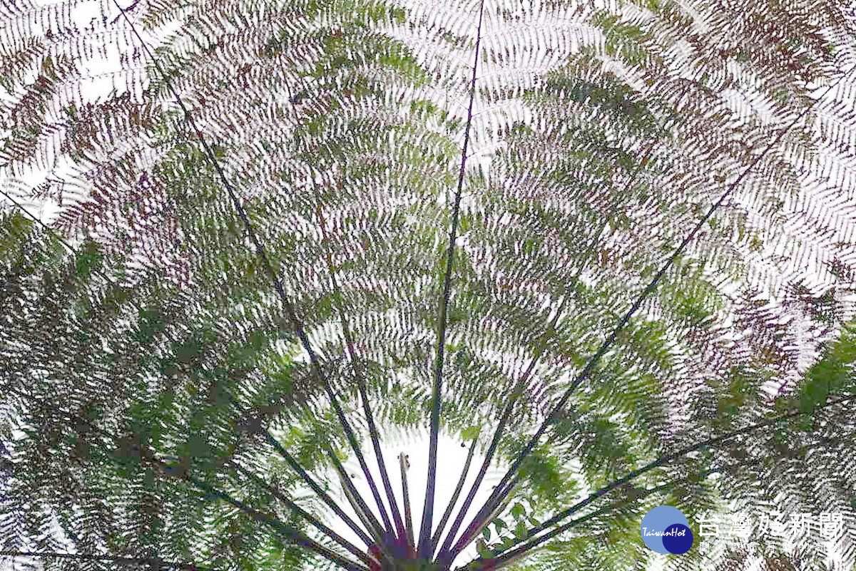 澀水步道蕨類植物（澀水社區提供）-